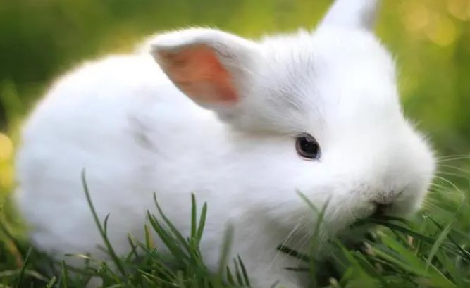 关于小白兔的资料说明文