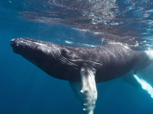 座头鲸会用哪种方式捕捞