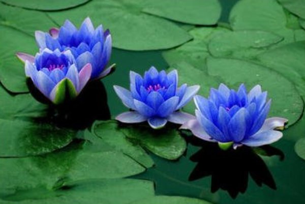 蓝莲花寓意着什么意思
