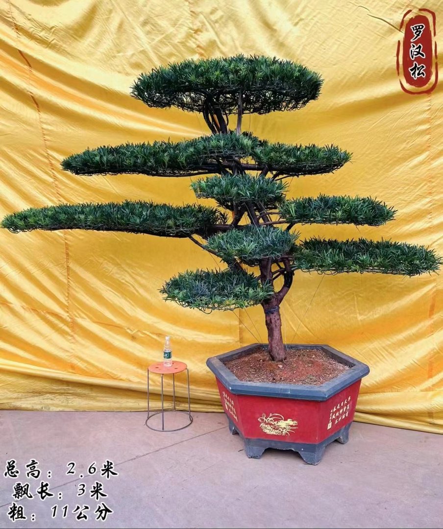 罗汉松主要分布在哪些地区?