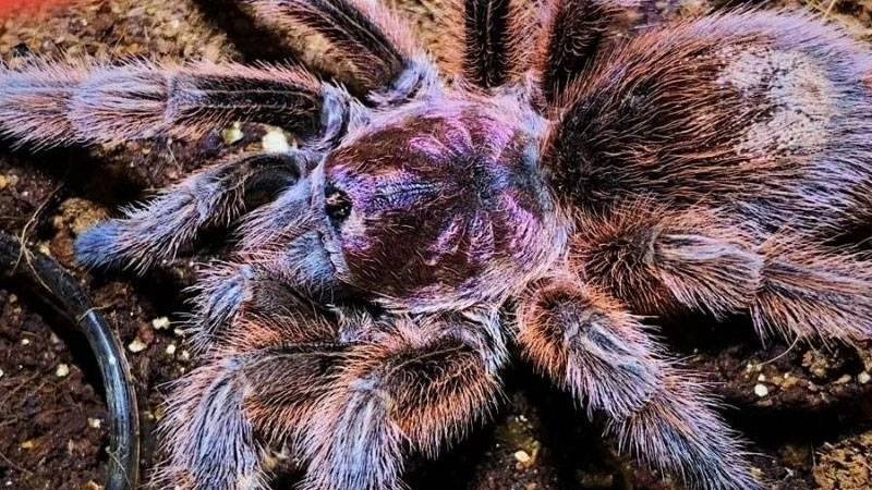 智利火玫瑰有毒吗