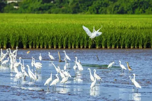 栖息是什么意思解释