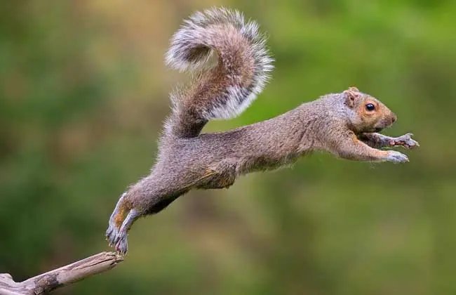 陇南一男子在树林发现一堆板栗，疑似松鼠过冬口粮，松鼠的生活习性是什么？