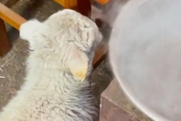 内蒙古呼伦贝尔一只叫“酸奶”的小羊是如何因为烤火而火了的？