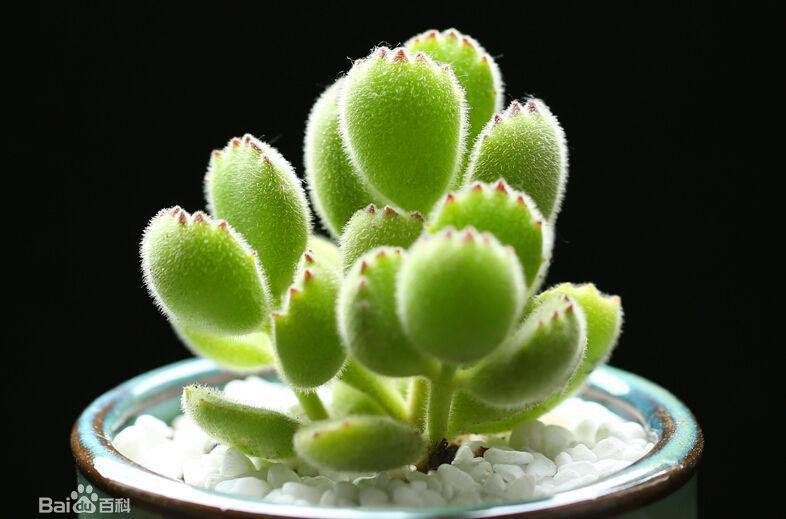 父母催我结婚怎么办？