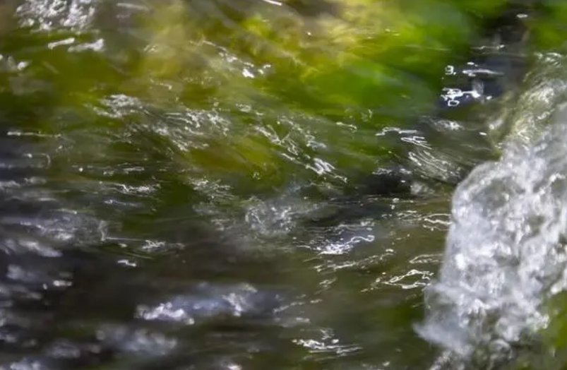 水香是什么意思