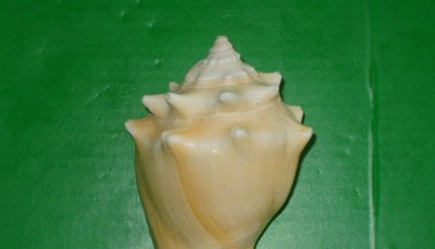 金拳凤凰螺的形态特征