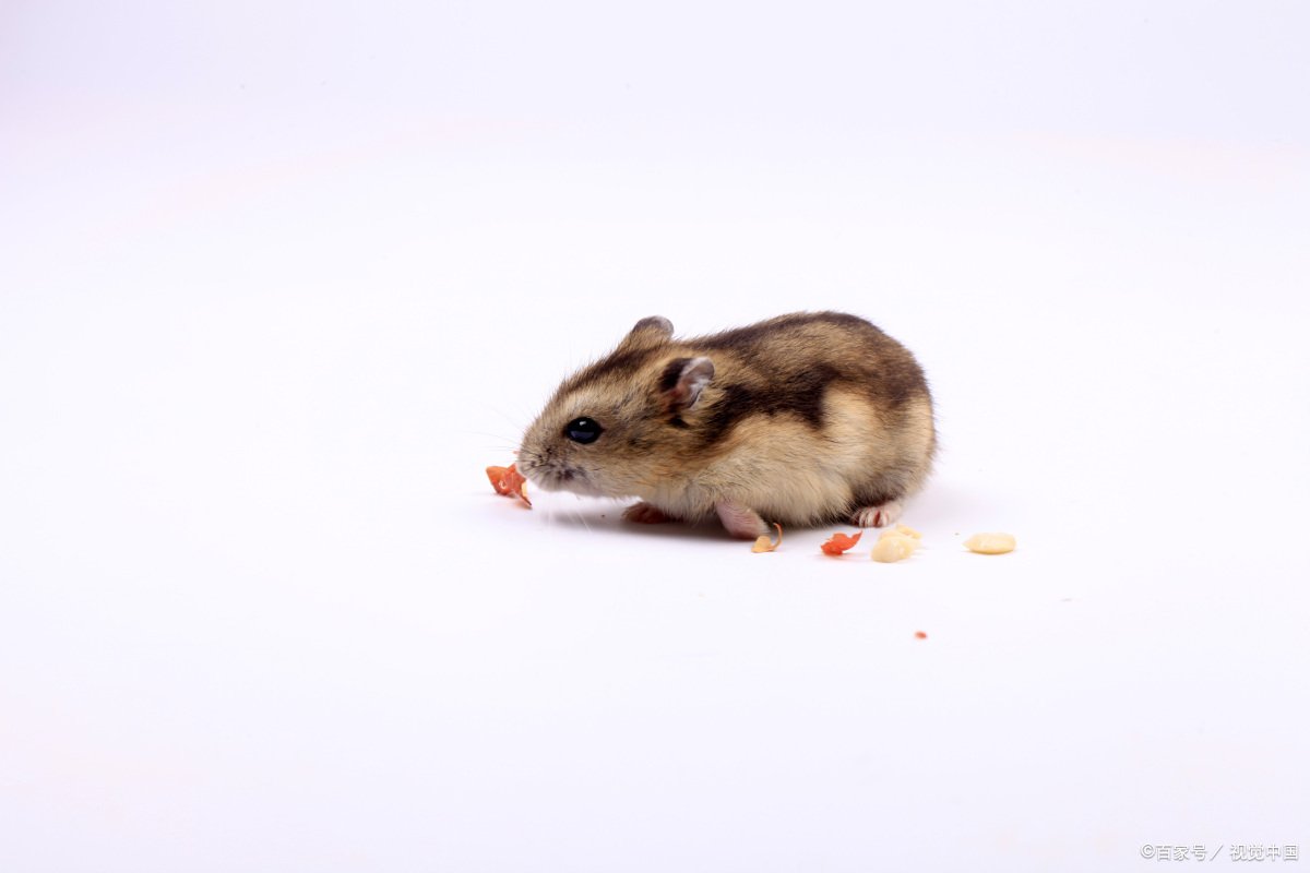 仓鼠不但个头小，寿命也很短。小仓鼠的寿命是多少年？哪种品种的寿命最长？