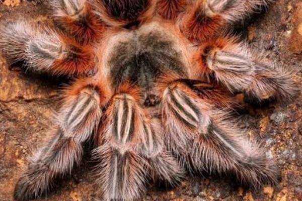 智利火玫瑰有毒吗