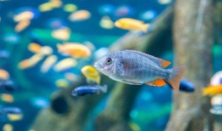 海洋馆有哪些动物（遵义海洋馆有哪些动物）