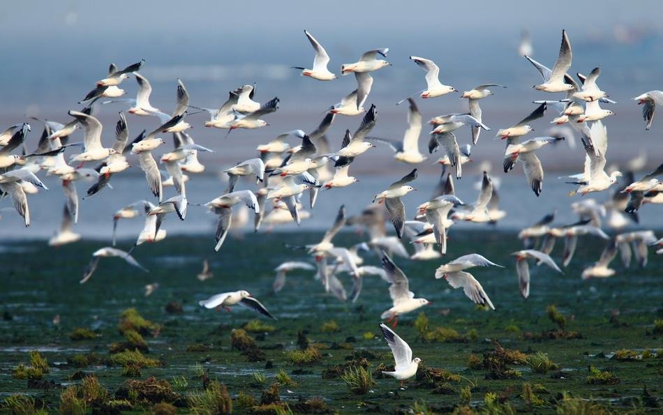 《鸟的天堂》的主要内容