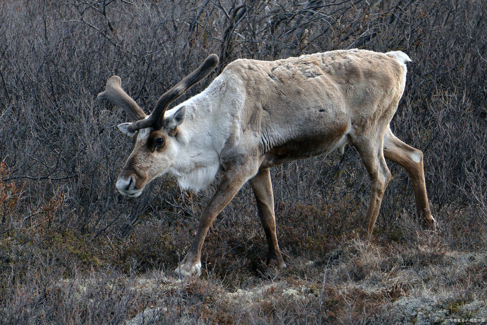 看今晚的四不像图正版什么