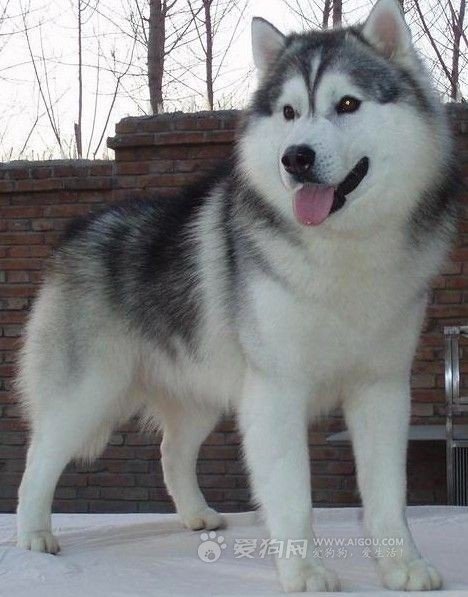 小哈米是什么东东？