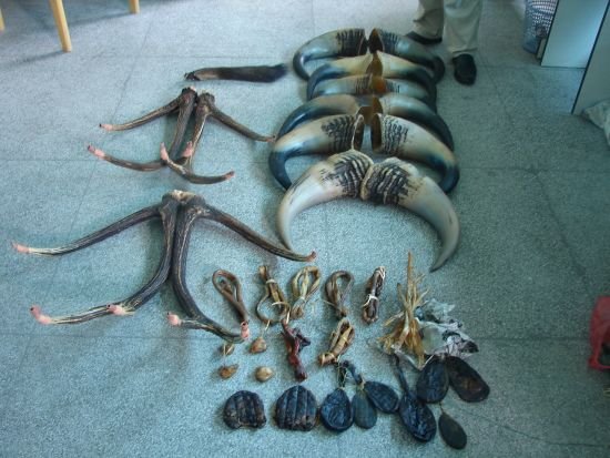 海南禁食陆生野生动物，你会对自己负责吗？