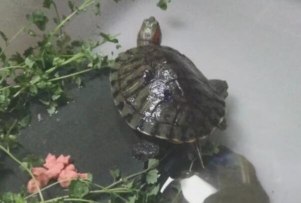 大学生8个月后返校乌龟变干龟壳,为啥有的乌龟却活着?