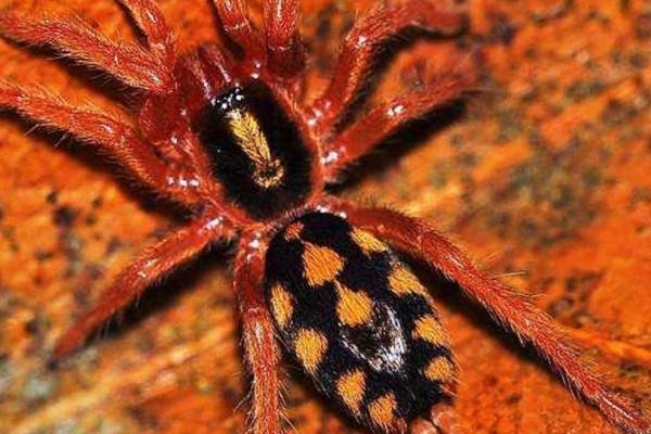 智利火玫瑰有毒吗