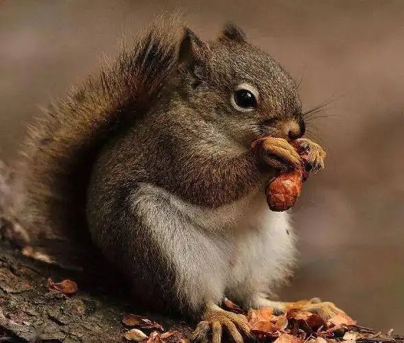 陇南一男子在树林发现一堆板栗，疑似松鼠过冬口粮，松鼠的生活习性是什么？