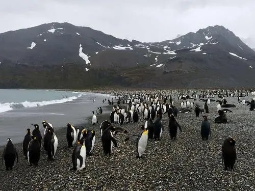 栖息是什么意思解释