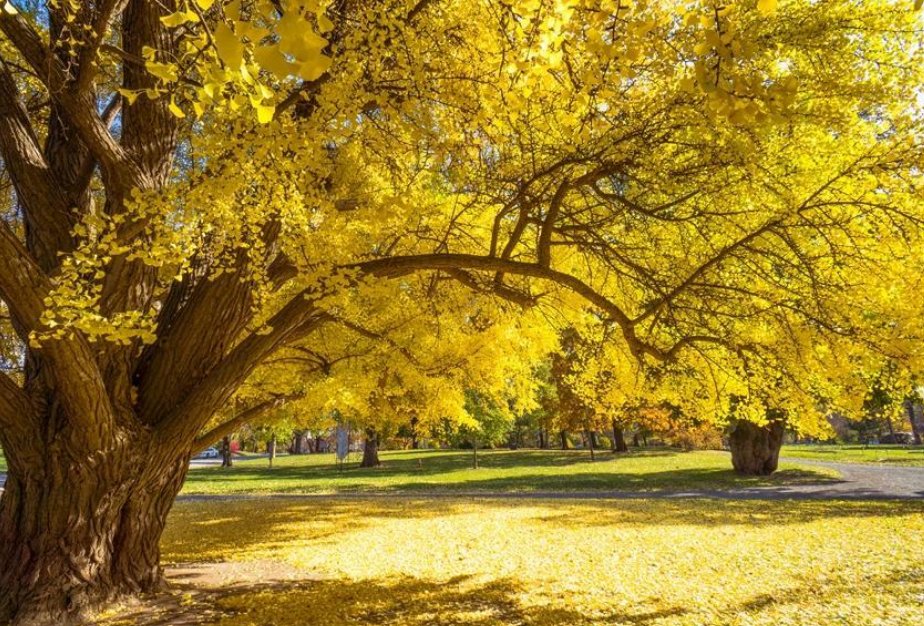 银杏是什么意思网络用语