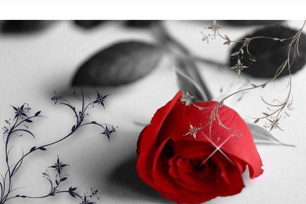 一朵玫瑰有几片花瓣？