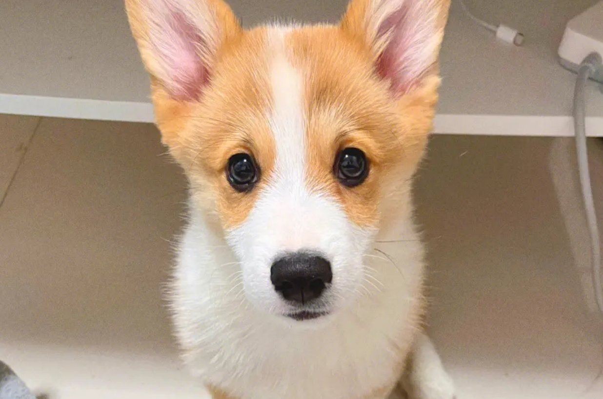 斜风细雨比喻什么动物