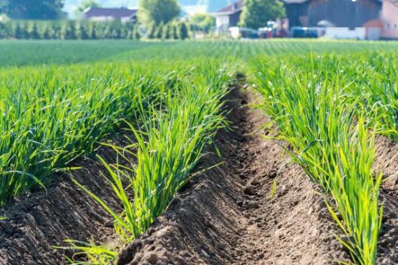 新炊间黄粱上一句