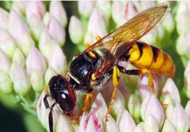 什么时间，什么季节捅马蜂窝最好？怎样安全的去除窗上的马蜂窝？