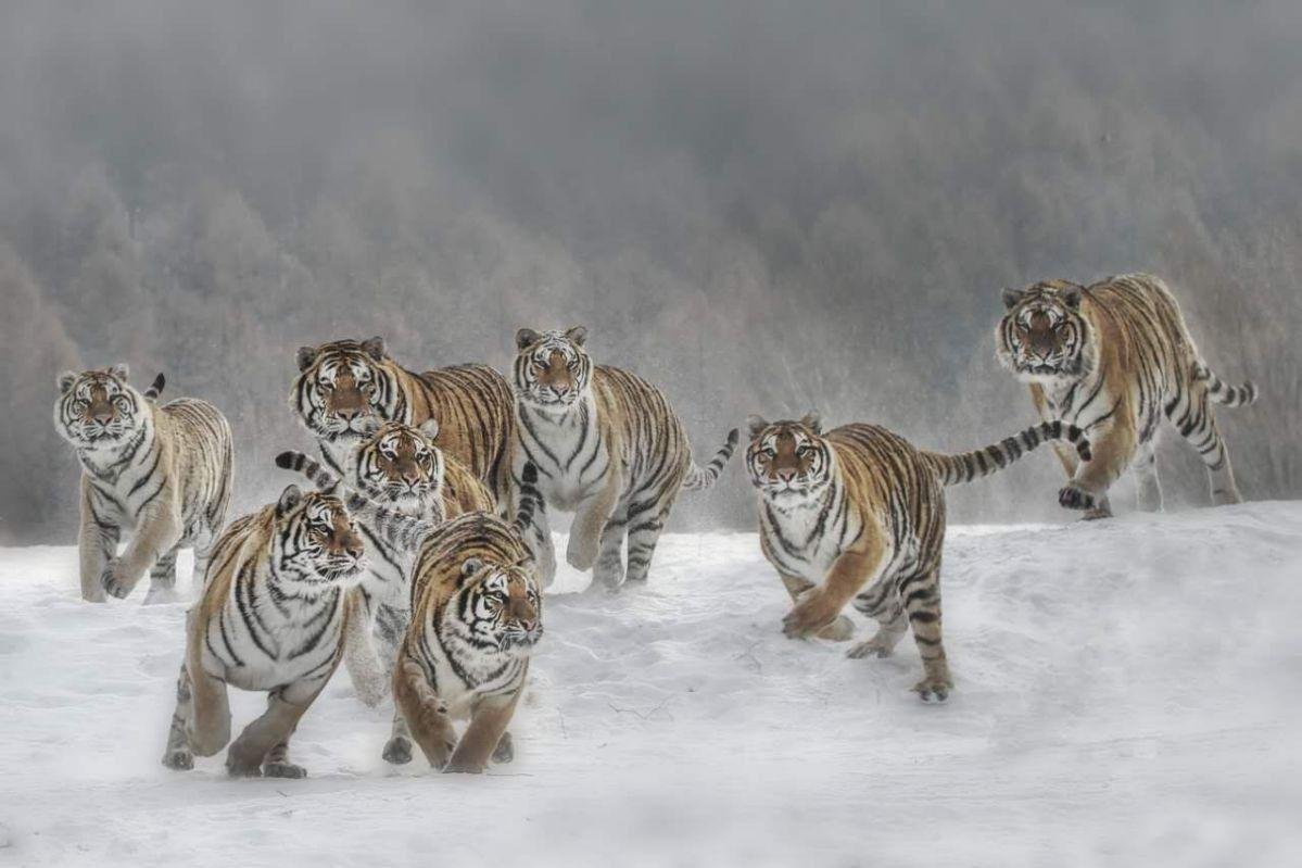 黑龙江进村东北虎将被提取基因，为什么要提取基因？