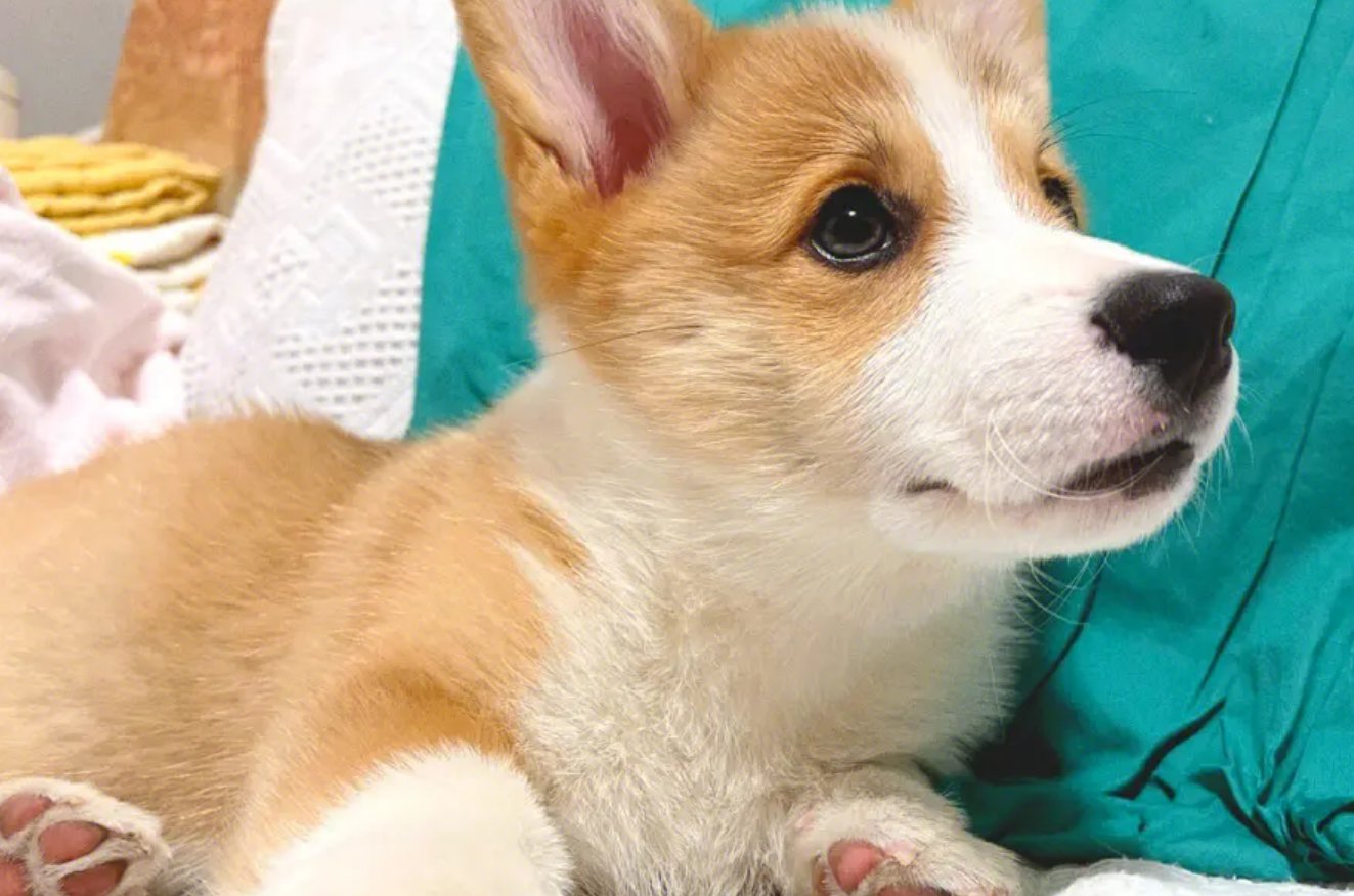 斜风细雨比喻什么动物