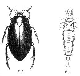 水龟虫科的生活习性