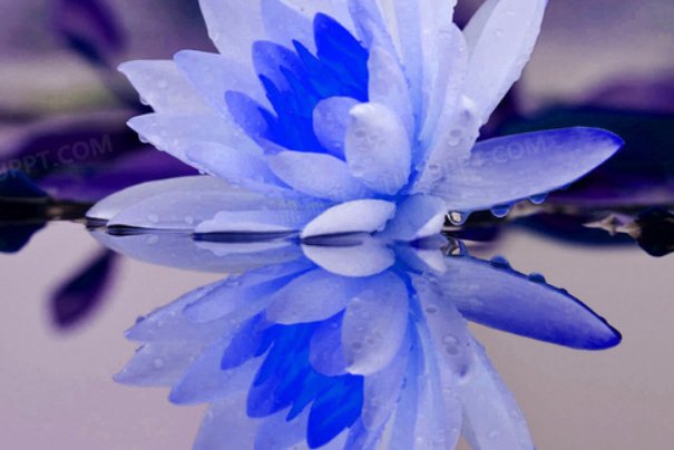 蓝莲花寓意着什么意思