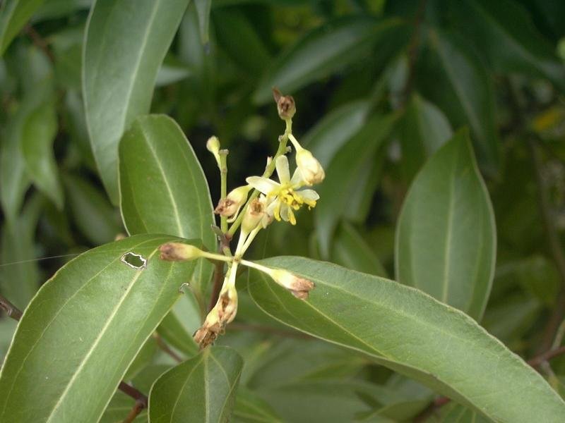 肉桂是什么东西?