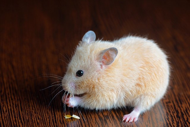 仓鼠可以一晚上待在仓鼠笼里面吗？