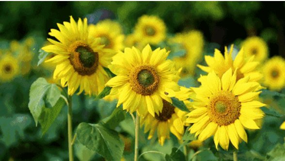 花为什么是五颜六色的呢？简短的答案。