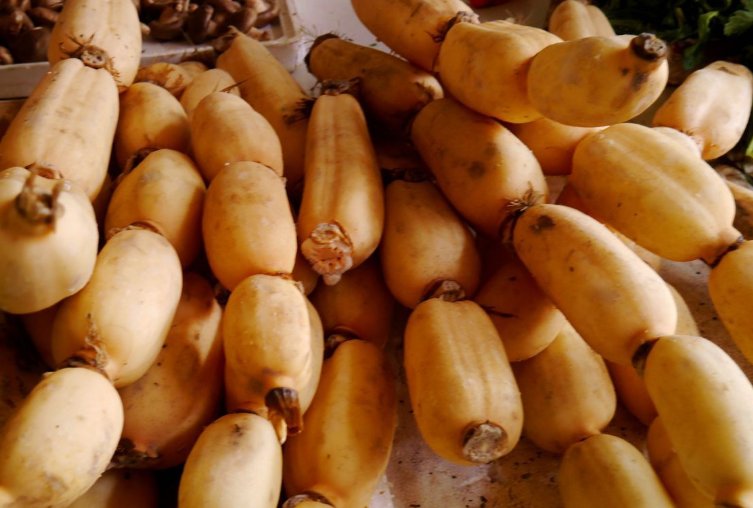 藕是莲的哪部分?