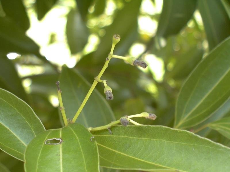 肉桂是什么东西?