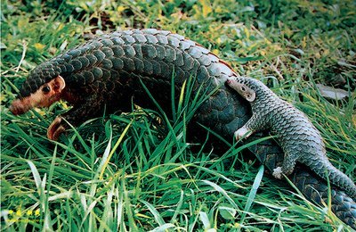 海南禁食陆生野生动物，你会对自己负责吗？