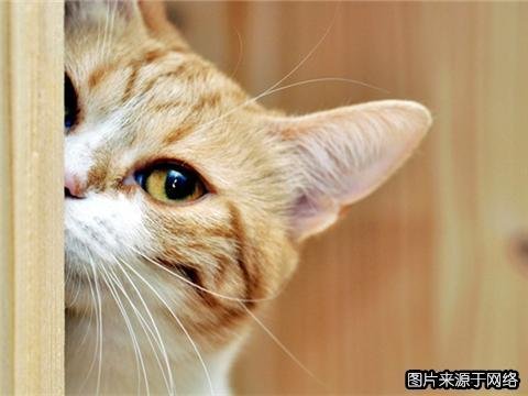 专情总裁的双面情人的基本信息