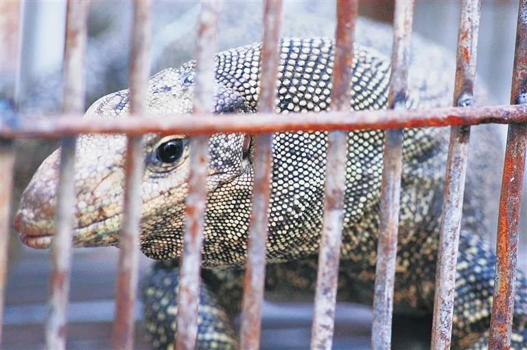 海南禁食陆生野生动物，你会对自己负责吗？