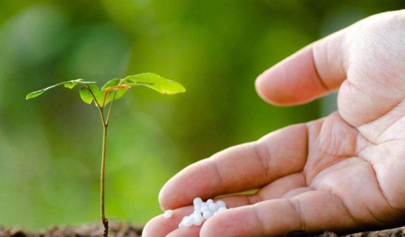 苏教版一年级科学 大树是怎么长高的