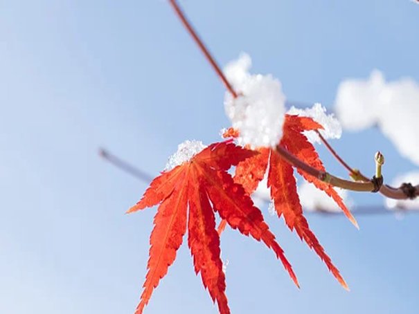 2024过年冷吗是冷冬还是暖冬