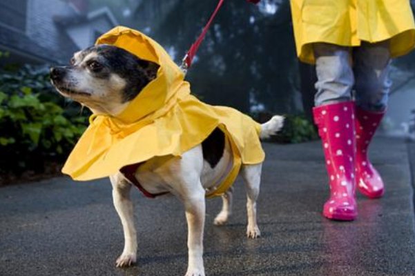 男子遛狗不拴绳被罚款2500元,你支持遛狗不牵绳被罚款吗?