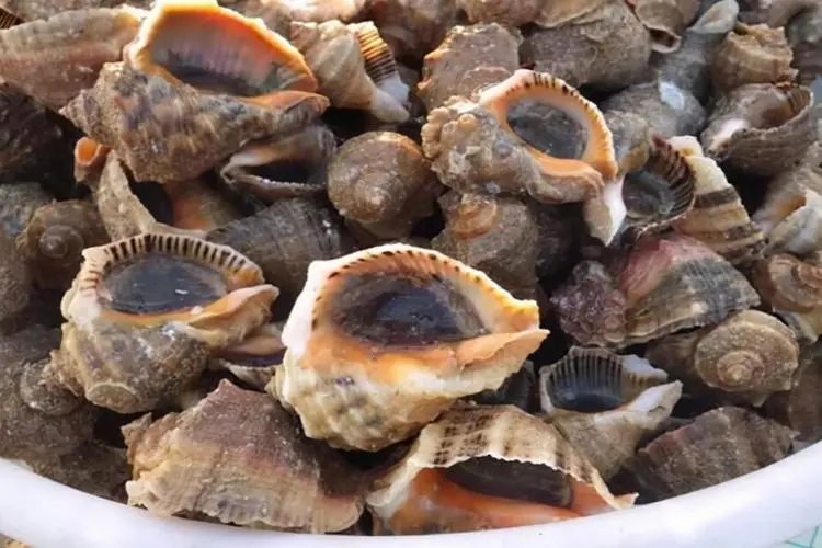 安徽一女子吃海螺疑吃出海螺珠,海螺珠的价值究竟有多高?