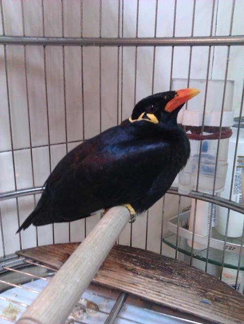 鹩哥越南鸟与海南鸟外形有什么区别