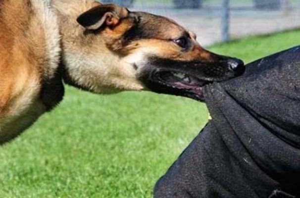 男子遛狗不拴绳被罚款2500元,你支持遛狗不牵绳被罚款吗?