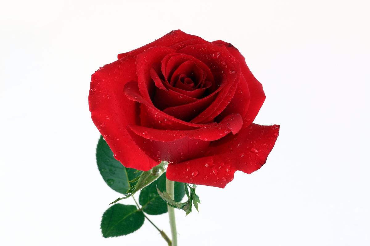 1朵玫瑰代表什么意思？