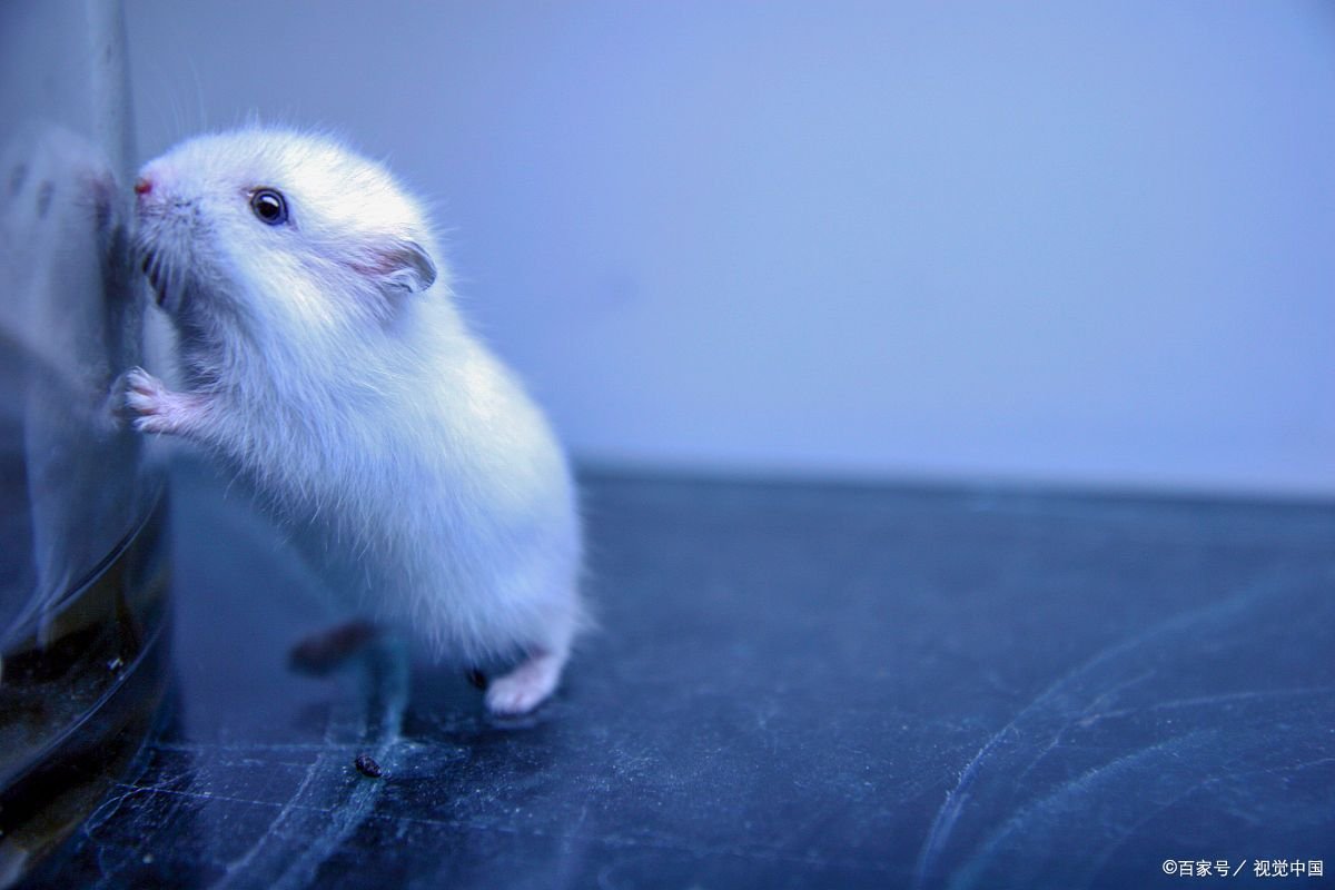 仓鼠不但个头小，寿命也很短。小仓鼠的寿命是多少年？哪种品种的寿命最长？