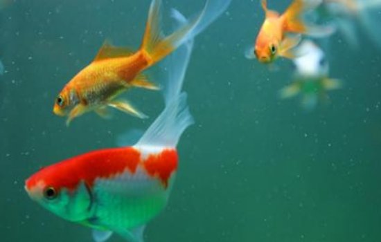 鱼缸里的鱼为什么会死