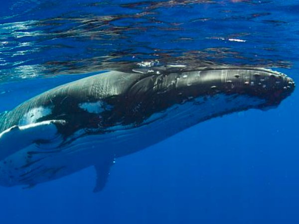 座头鲸会用哪种方式捕捞