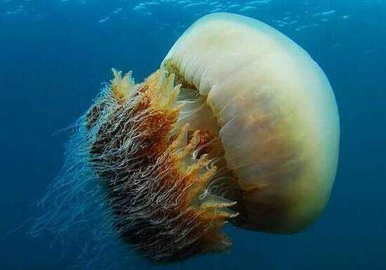 世界上最大的水母是什么品种的？最大的水母有多大？